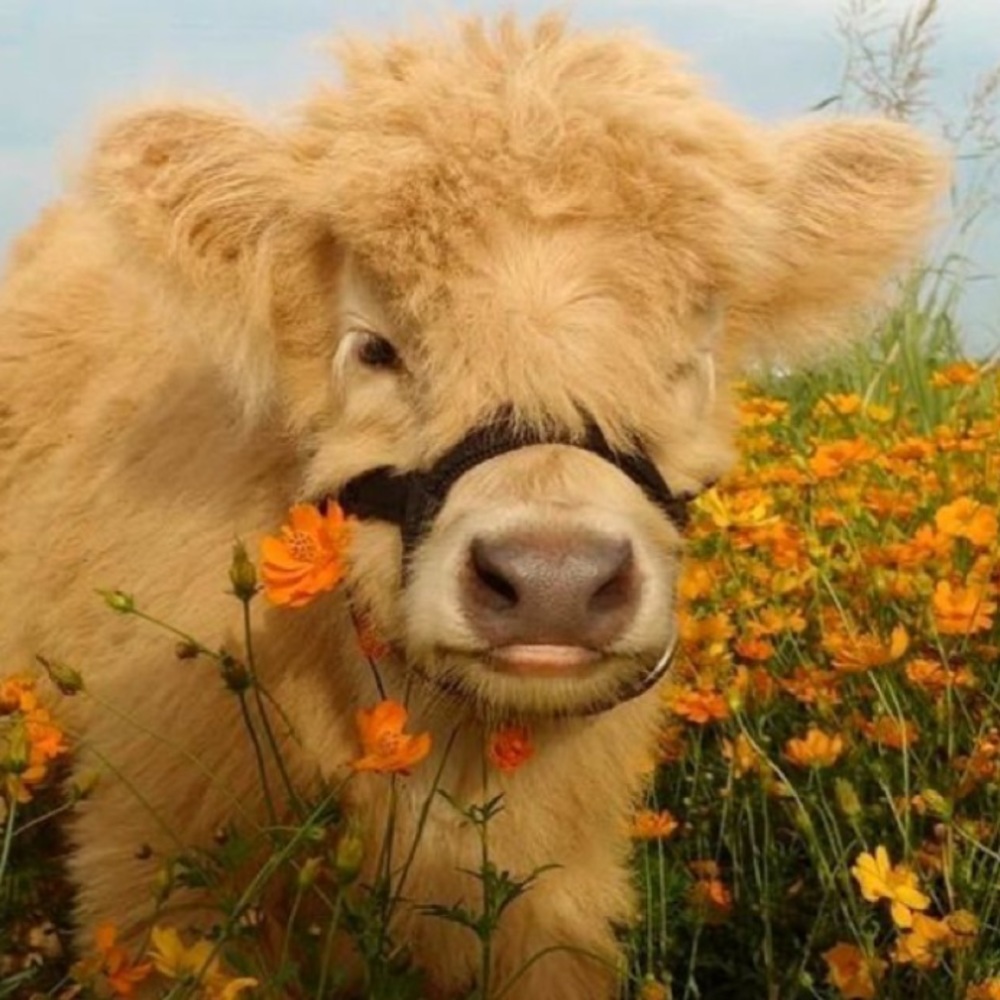 Meet your Posher, Morgan